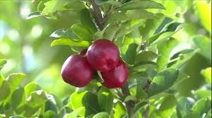 Histórias &amp; Parábolas #7 - Acerola Envenenada - Pe. Chrystian Shankar