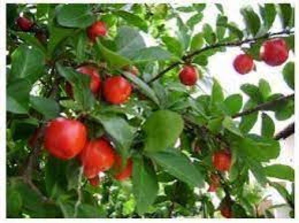 Histórias &amp; Parábolas #7 - Acerola Envenenada - Pe. Chrystian Shankar